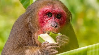 MOTHER MONKEY🐵 DOES NOT GIVE BANANA | 👍ANIMALS