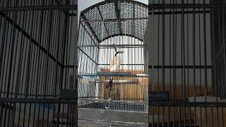 Burung cendet gacor lagi over birahi