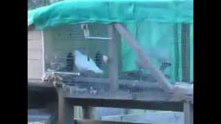 Crop milk transfer to baby. A 25 day old dove comes out to feed.