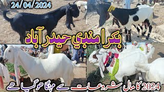 Bakra mandi Hyderabad | Latset update today | Goat milkng | bakra Eid 2024 | date 24/04/2024