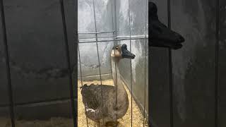 Goose pretends not to see me