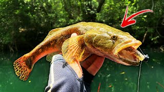 Nunca HABIA PESCADO uno de Estos Peces