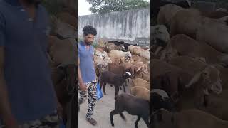 Bakri ka video #video #trending