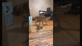 Adorable golden retriever puppy playing around