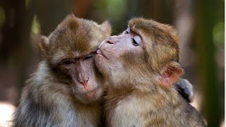 Monkey 🙉 Caring each other