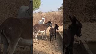 Black Donkey And White male Donkey #shortvideo #ytshorts