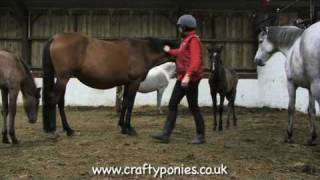 PONY LESSONS: How to approach your pony