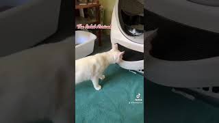 Litter Robot Arrival #cats #litterrobot #new