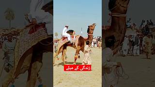 A good camel dance#viral #camel #foryou #youtubeshorts #new #newvideo