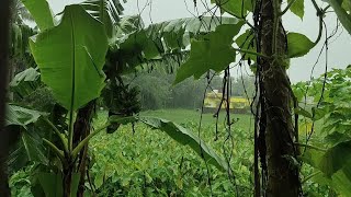 Relaxing Piano Music and Gentle Sounds of Rain for Sleeping and Studying