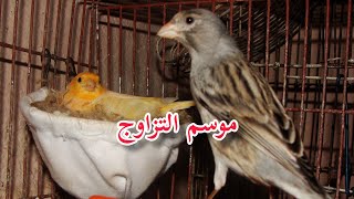 تزاوج الطيور🐦❤️🐦