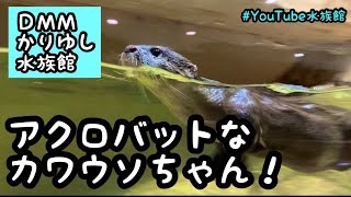 カワウソの望（のぞみ）ちゃん／DMMかりゆし水族館［YouTube水族館］