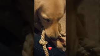 play❤️ #shorts #dog #love #christmas #goldenretriever thank you for watch and I wish you a nice day