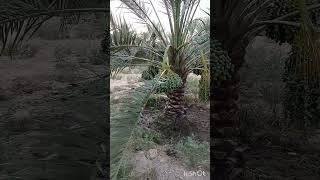 Dates garden Al qassim in Saudi Arabia