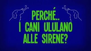 Perché i cani ululano alle sirene?