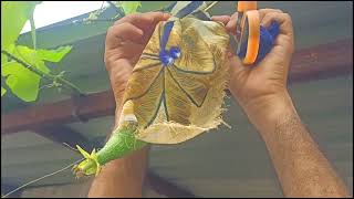 सब्ज़ियों की छोटी सी हार्वेस्टिंग। harvesting veggies