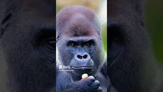 reflecting hard #gorilla #mealtime