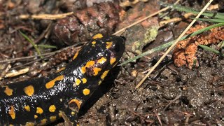 Una salamandra temeraria - I Parchi delle Alpi Cozie – Piccoli frammenti di natura e cultura