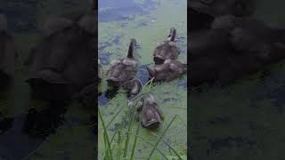 #shorts #shorts_video #nature #birds #swans #wildlife