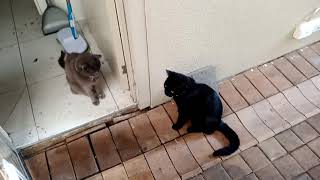 cats, they can never decide if they want to be inside or outside...