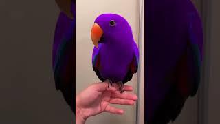 Funny Parrot Dancing 😅😂🤣 #Shorts #Discover