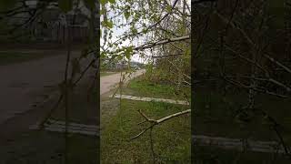 Жизнь без прикрас#Shorts#сдобрым#весенним#днем# 11.04.2023год.