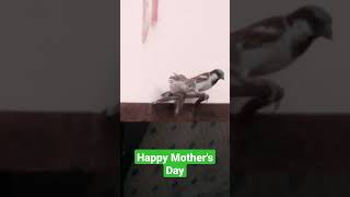 Happy Mother's Day #birds #mother #maa #shorts