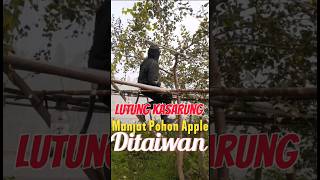 LUTUNG KASARUNG ADA DIATAS POHON APPLE