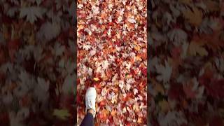 The Feeling of Walking on Fallen Leaves 🍂 #fall #fallseason #autumn