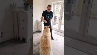 Table Bounce - Easy Recall Game for Dogs