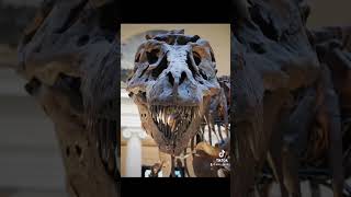 Could it see you?…. #dinosaur #dinosaurbones #trex #tyrannosaurusrex