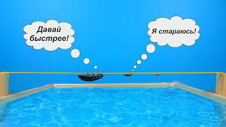 Мадагаскарские Тараканы экстремалы на канатной дороге! Под потолком и над водой!