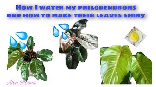 How I Water My Philodendrons and How I Make their Leaves Shiny #waterphilodendron #makeleavesshiny