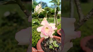 #adeniumlover #gardenflowerplants #gardenplants #garden #plantlover #video #reels