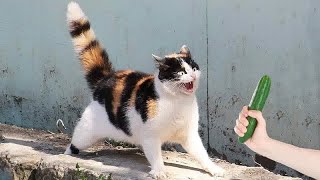 IMPOSSIBLE TRY NOT TO LAUGH 😍 Funny Cats Moments 2024 🐱🤣