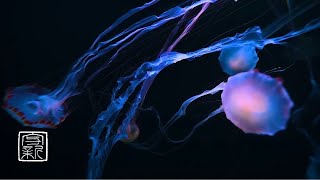 12 HOURS, Baby🍼Sleeping & Meditation Music with Mysterious fairy💨Jellyfish for falling asleep