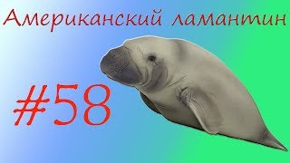 Американский ламантин