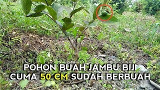 WAOW!!  Pohon Buah Jambu Biji Tinggi Cuma 50 Cm Sudah Bisa Berbuah