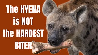 Prof Wroe busts this big hyena myth.