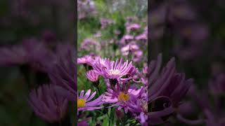 aster pink 3