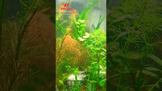 Aquatic plants in a pot #shorts