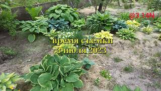 ☘️хоста Risky Business#petrnovar #запорожье #hostas #хосты #ретроспектива