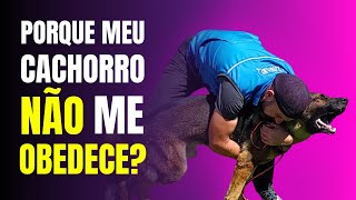 FASES OBRIGATÓRIAS da APRENDIZAGEM para seu CACHORRO REALMENTE APRENDER [E OBEDECER]