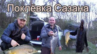 Поклёвка Сазана Карпы Линьки