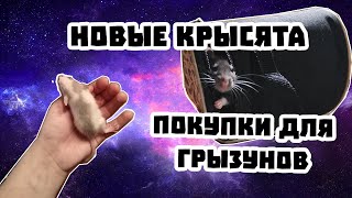 НОВЫЕ КРЫСЯТА И ПОКУПОЧКИ ДЛЯ ГРЫЗУНОВ!