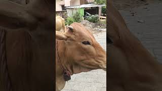 The Sweet Bond: How Feeding My Cows Brings Us Closer