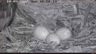 Movement in the egg at Port Lincoln!! - 18 sep 2022 18:20| Port Lincoln Osprey