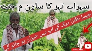 Ancient Desert Village Life Pakistan  Farmer Kisan in the tharparkar Sindh ||