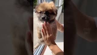 cute doggie  #pets #cute #funny #shortvideo #puppy #petlover #yorkshire #doglover #cutie #short