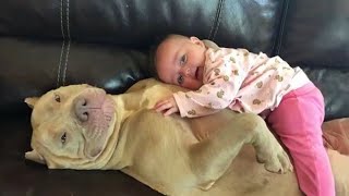 When your dog is the most tolerant big brother Cute Dog Moments | Giggle Zoo